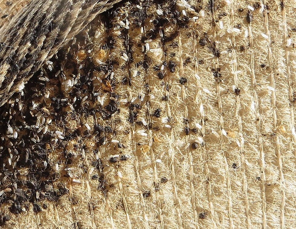 Mattress seam with dark faecal spots, pale eggs and shed skins clustered along the piping